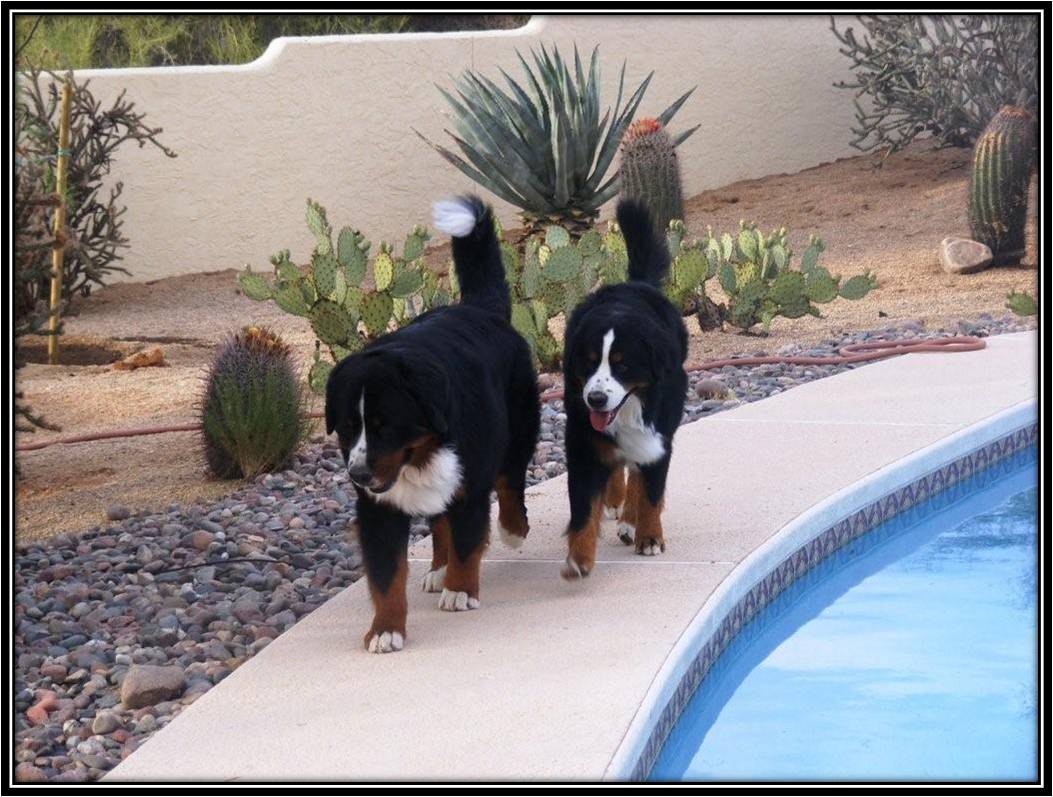Dragongrdens Kennel